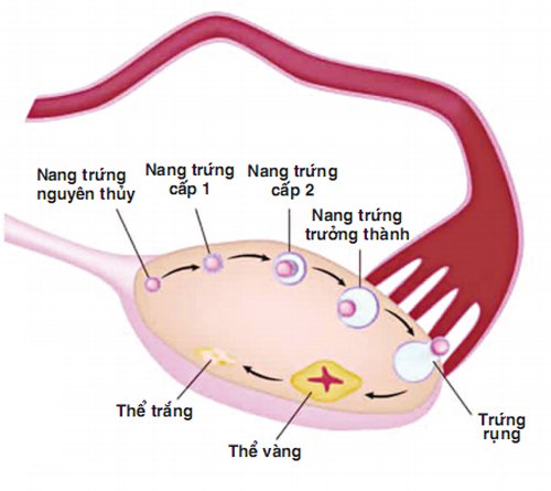 Vừa hết kinh 7 ngày quan hệ có bầu không